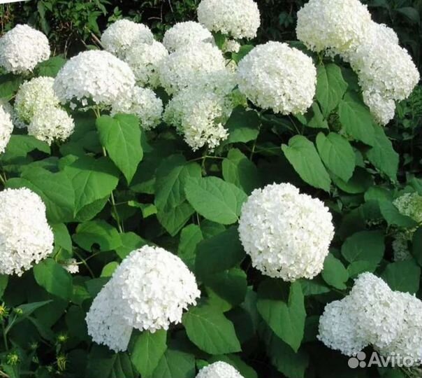 Гортензия метельчатая и древовидная