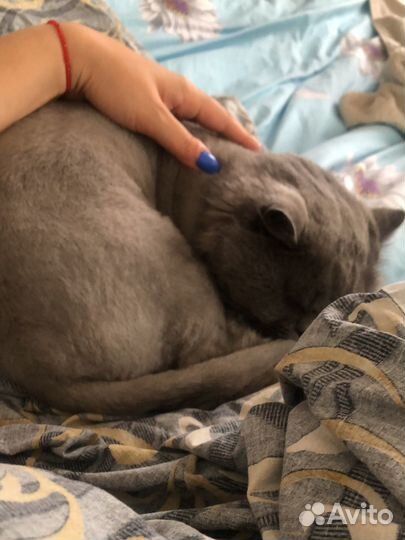 Британский кот вязка