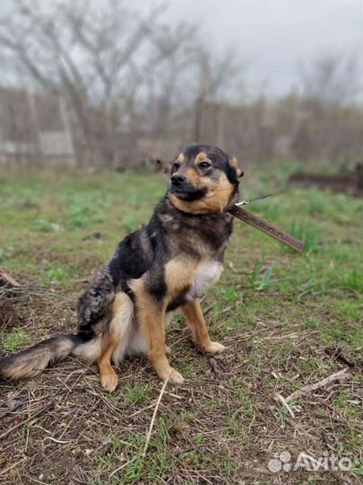 Собака Пикси