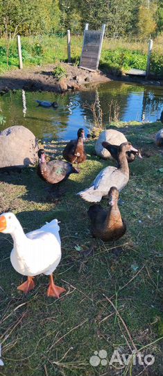 Мускусные утки (индоутки)