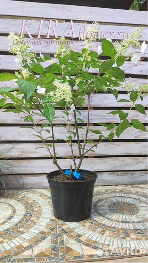 Гортензия Метельчатая Киушу С3-С5