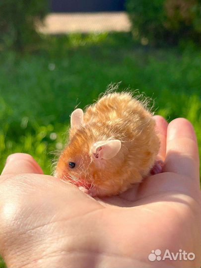 Мышонок тексельный, кудрявый