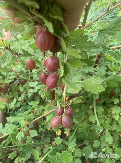 Саженцы крыжовника 2х летка