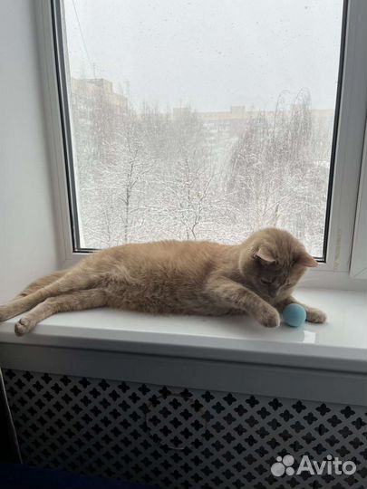 Умная игрушка для кошек и котов