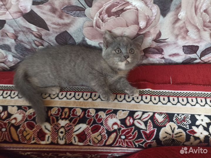 Плюшевые котята