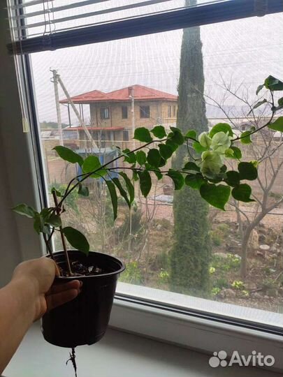 Бугенвиллея