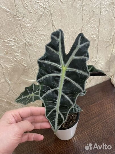 Алоказия Полли