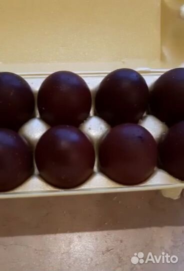 Инкубационное Яйцо Маран Черно Медный