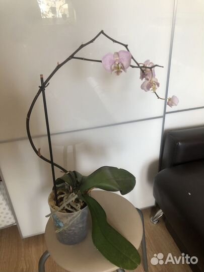 Орхидея фаленопсис