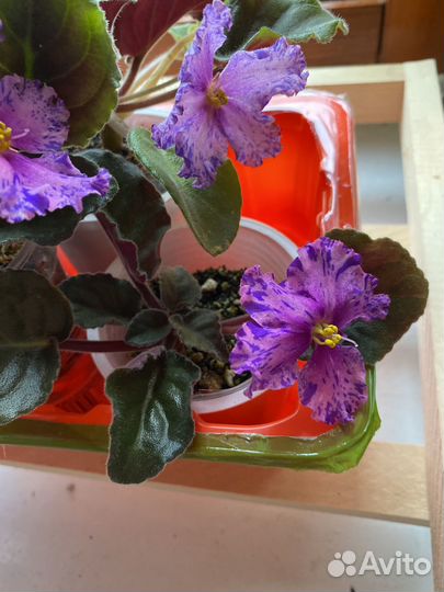 Детки сортовых фиалок