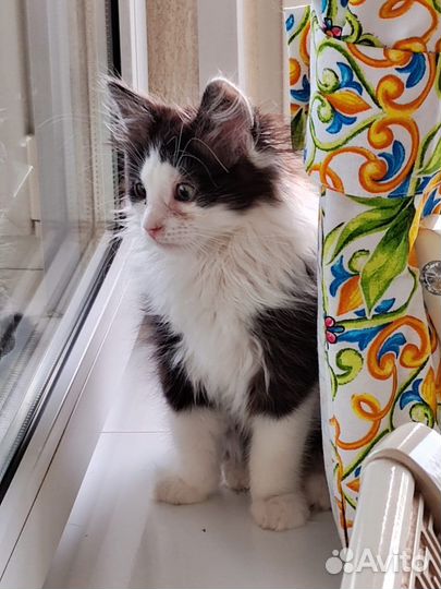 Ласковый котенок