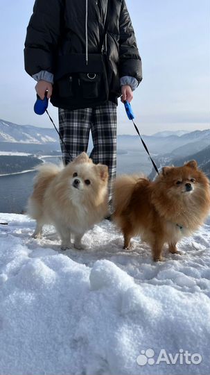 Щенки немецкого шпица