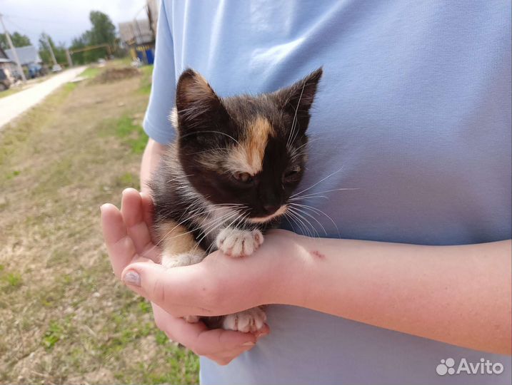 Кошка в дар