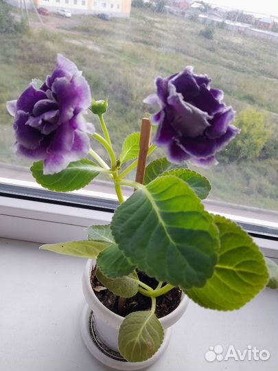 Глоксиния махровая