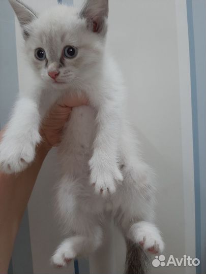 Котята в добрые руки бесплатно