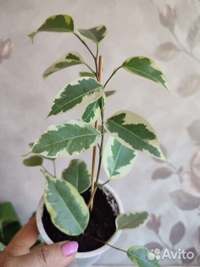 Редкие фикусы