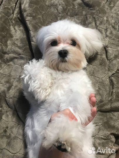 Передержка собак мелких пород