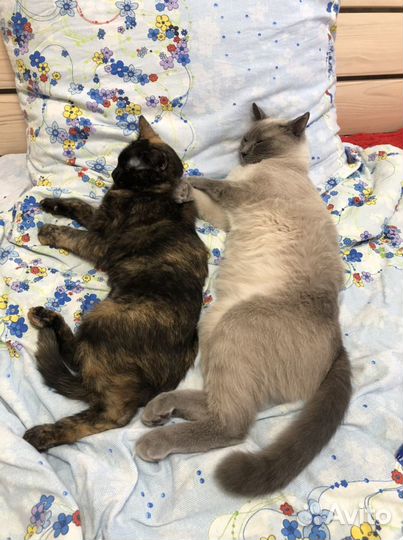 Передержка животных на дому