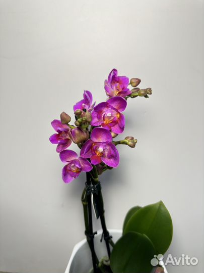 Орхидея фаленопсис трилипс