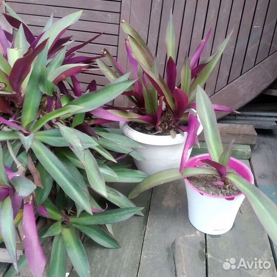 Традесканция Рэо