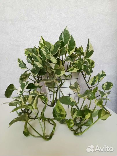 Сциндапсус н джой (эпипремнум N' Joy)