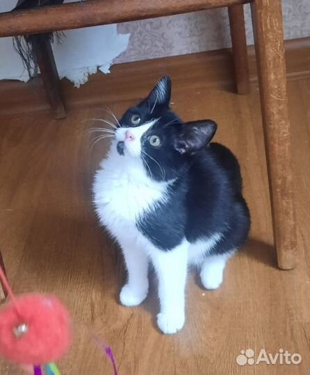 Котенок девочка в добрые руки