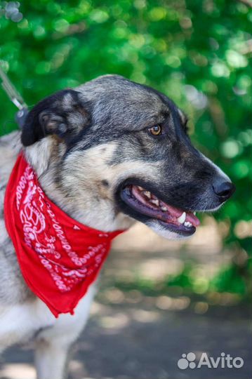 Собака.возьми Тессу из приюта