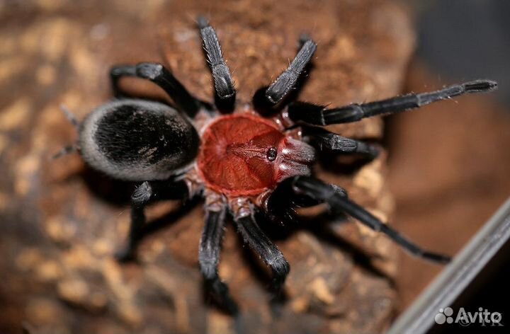 Пауки-птицееды разных видов