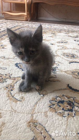 Котенок девочка в добрые руки