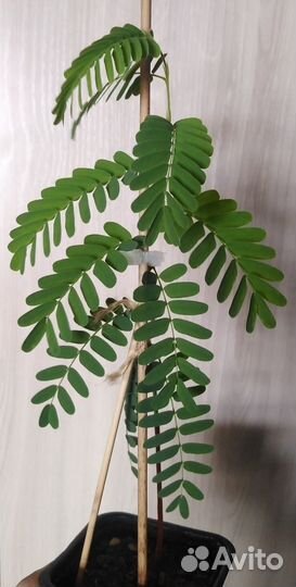 Тамаринд семена