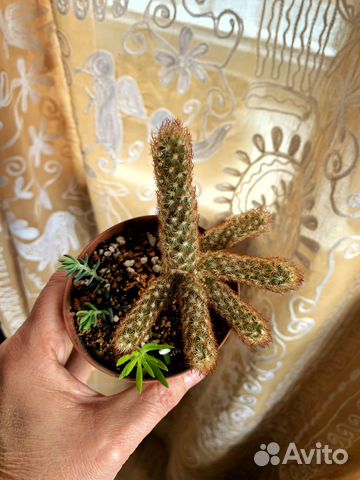 Мини Кактус Маммиллярия, суккуленты