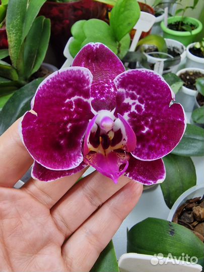 Орхидея фаленопсис