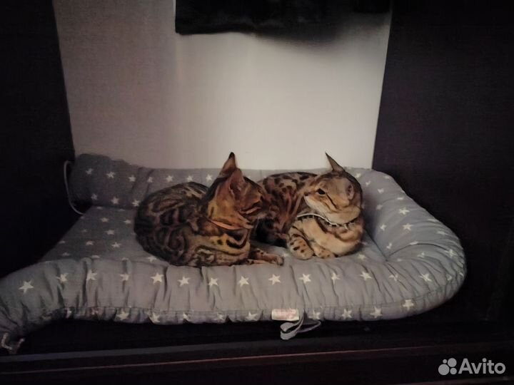 Бенгалы кот и кошка
