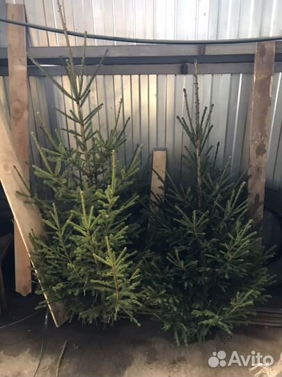 Ель живая,новогодняя елка опт.Живые елки