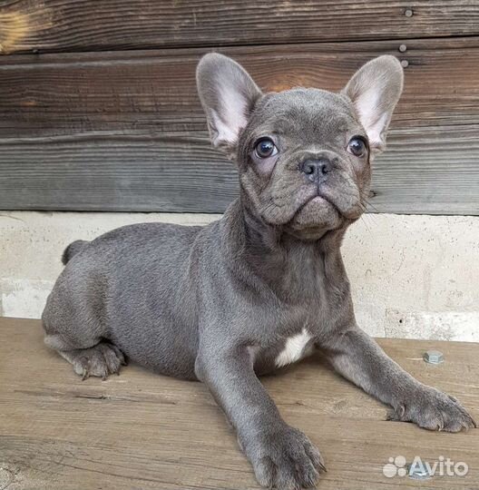 Французики щенки