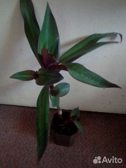 Рео «ладья Моисея» комнатный цветок