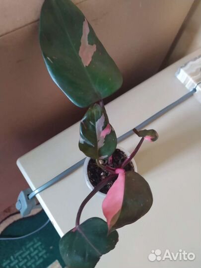 Филодендроны