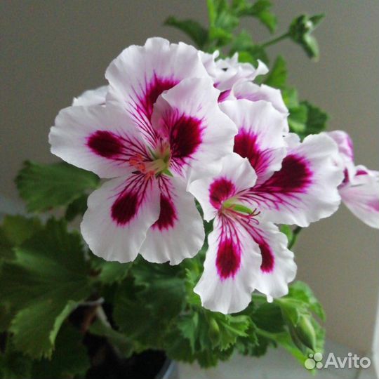 Королевская пеларгония