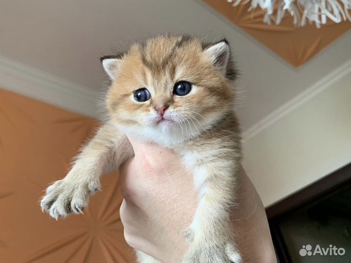 Шотландские Котята: Золотые и Серебристые окрасы