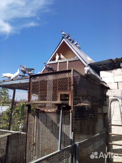 Голуби почтовые