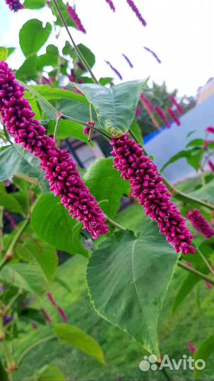 Горец восточный