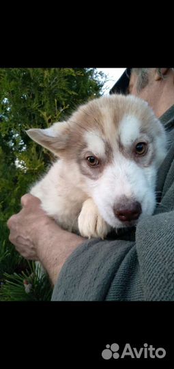 Щенки хаски