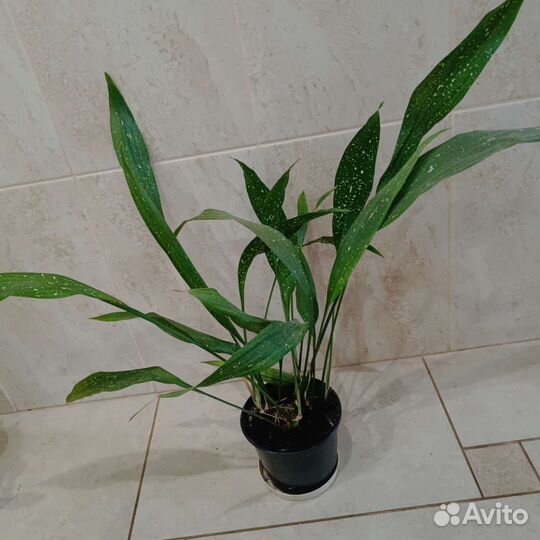 Сингониумы, аспидистра, лудизия