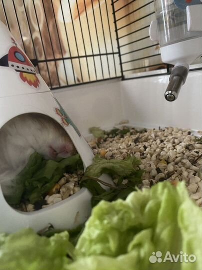 Сирийский хомяк (пушистик) стоп хищник