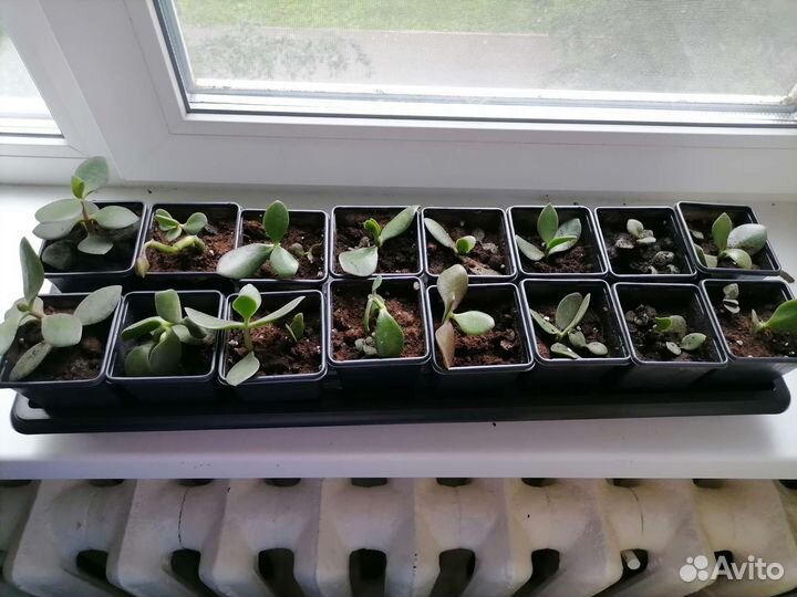 Толстянка, денежное дерево