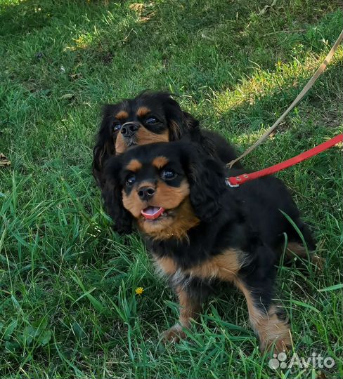 Кавалер кинг чарльз спаниель щенок девочка