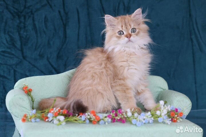 Британские котята золотых шиншилл