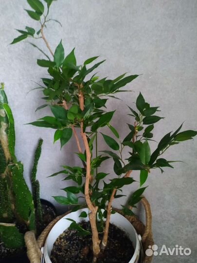 Фикус бенджамина