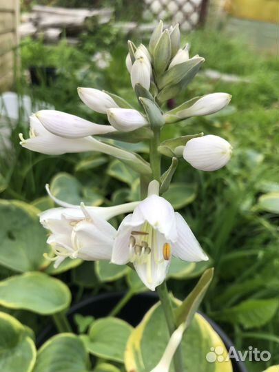 Астильба и Хосты растения для сада в горшках и др