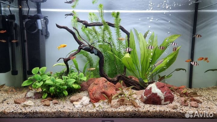 Аквариумы, оформление, обслуживание, рыбки